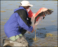Felicity releasing flamingo
