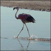 Flamingo with Satellite Transmitter