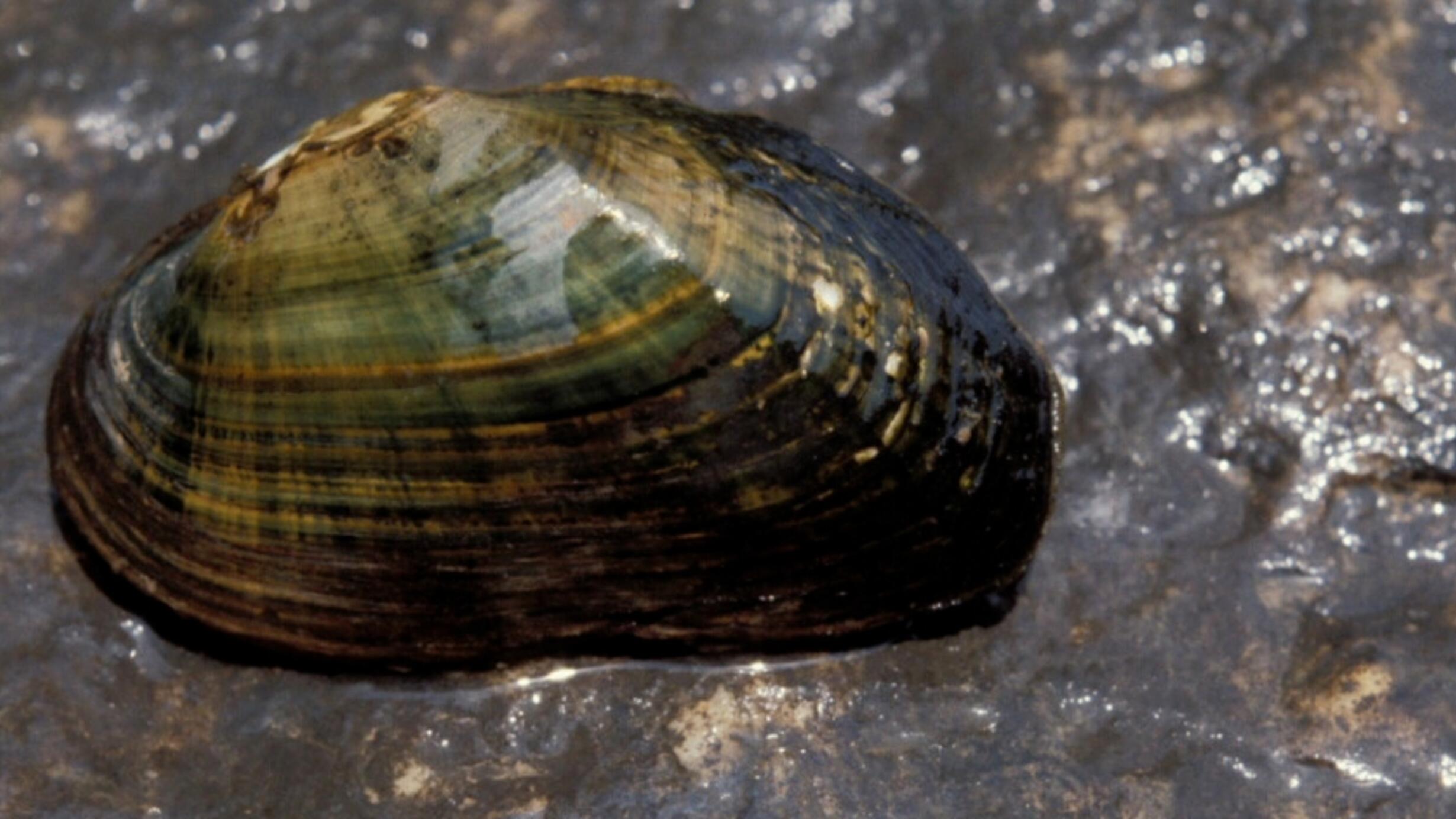 Freshwater Mussels Hero Image