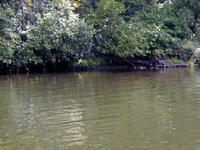 Neversink River, near Otisville, NY