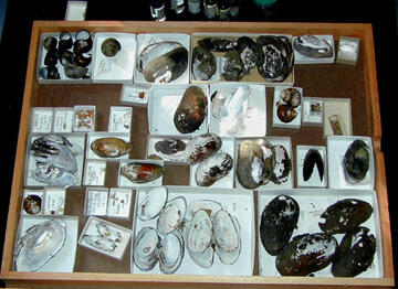 A small flat case displaying bivalve shells of different species.