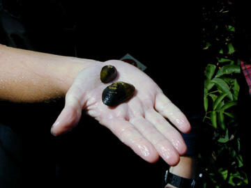 A wet open human hand holding two bivalve animals on its palm.