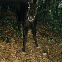 Saola camera trap