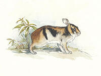 Striped rabbit