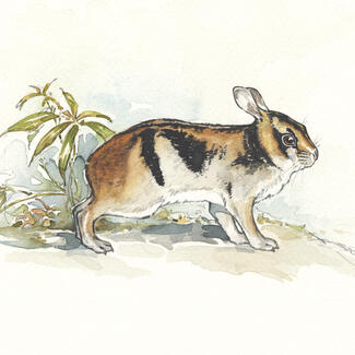 An illustration of a striped rabit from the book Vietnam Vietnam: A Natural History.