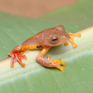 A red-webbed treefrog 