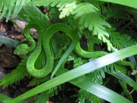 Young Green Tree Viper