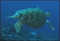 Green sea turtle Palmyra Atoll