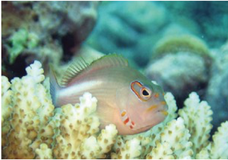 Cream colored fish nestled in a coral reef