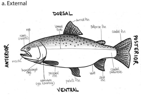 black and white drawing of a fish with body parts labeled