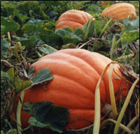 Pumpkins
