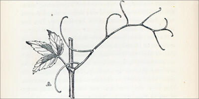 A drawing of a plant showing a leaf and tendril-like branches.