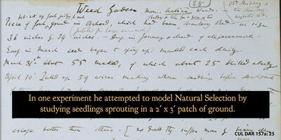 Darwin's handwritten  research notes on modeling Natural Selection with seedlings.