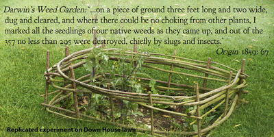 Replica of Charles Darwin's weed garden