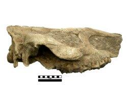 Fossil rhino 2