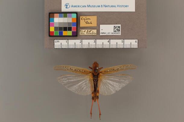 Extinct U.S. grasshopper ﻿Melanoplus spretus with expanded wings