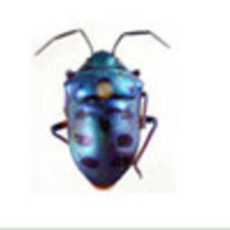 A metallic blue-ish colored insect with dark spots.
