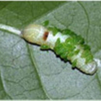 caterpillar covered with aphids