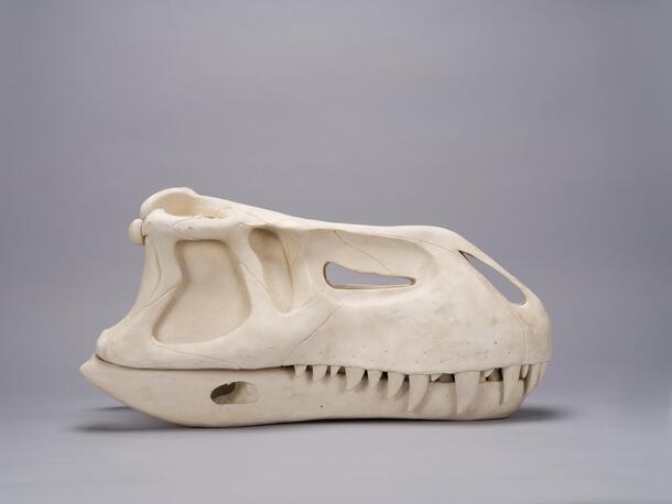 Front view of the model of a skull of crocodilian type animal, Prestosuchus chiiquensis.