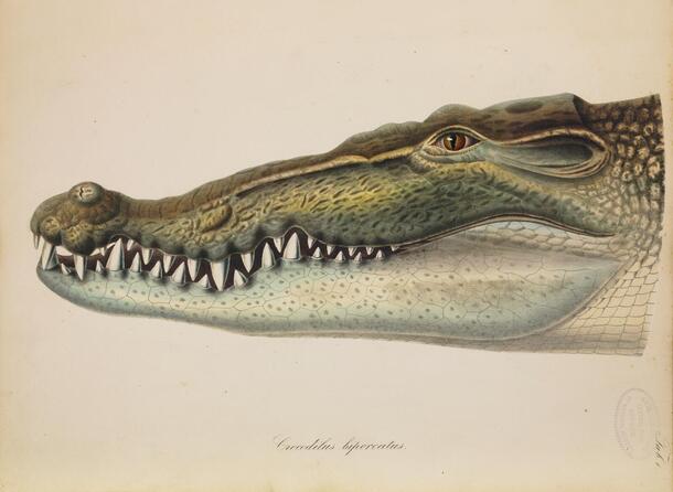 Saltwater crocodile (Crocodylus porosus) from Schlegel's Abbildungen neuer oder unvollstandig bekannter Amphibien, 1837