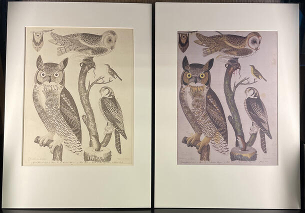 Restrike from the original copper plate and facsimile of the hand colored page from Alexander Wilson's American Ornithology, 1808. 