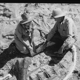Field photograph of Barnum Brown and colleague excavating a dinosaur skeleton, Morrison Formation, 1934.