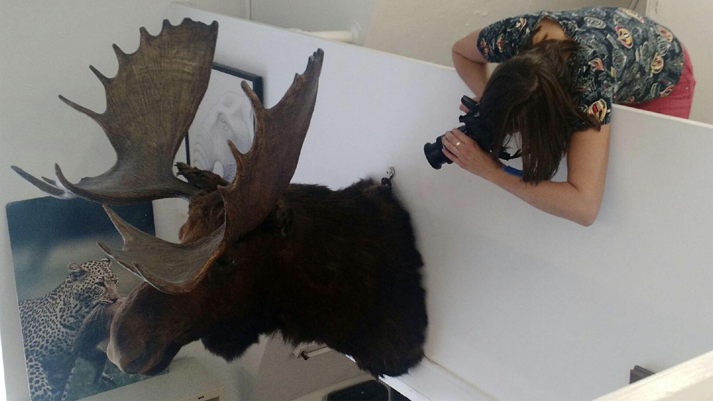Scientist leans over a balcony wall to photograph the top of a mounted antlered mammal specimen.