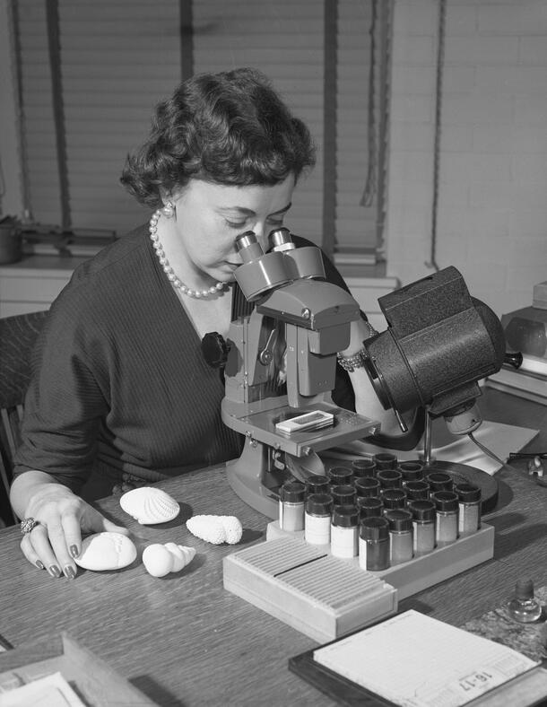 Archival image of micropaleontologist Angelina Messina using a microscope, with specimen jars in front of her and some specimens laid out on the table.