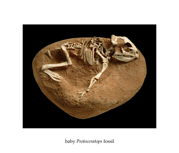 The fossilized skeleton of a baby Protoceratops dinosaur on a small round stone slab.
