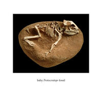 Baby Protoceratops Fossil