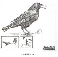 Crow Illustration