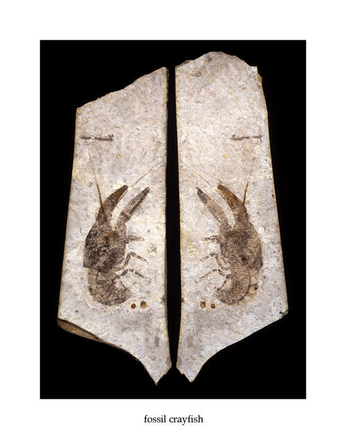 Illustration of 2 fossil crayfish by artist Mick Ellison