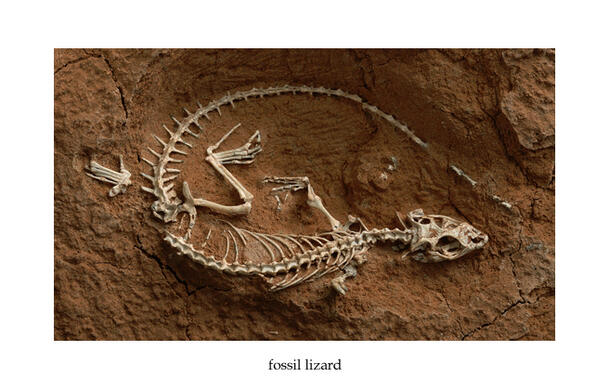 Fossil Lizard