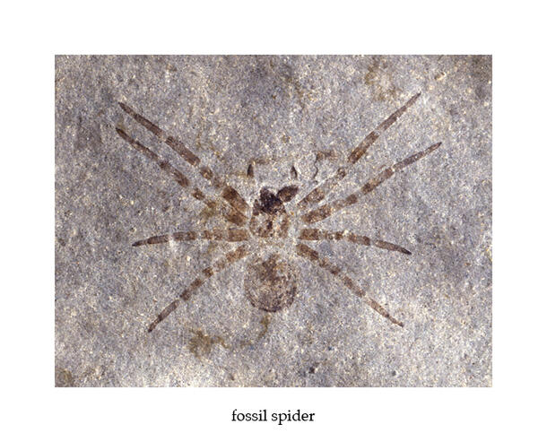 Fossil Spider