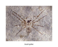 Fossil Spider