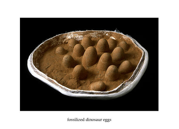Fossilized Dinosaur Eggs