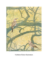 Northern Flicker