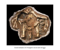 Oviraptor Fossil