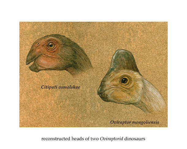 Hand-drawn color illustrations of the heads of two Oviraptorid dinosaurs.