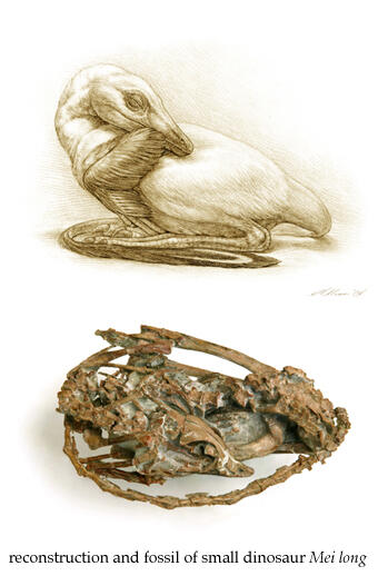 Reconstruction and fossil of a small dinosaur