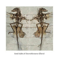 Sinornithosaurus slab