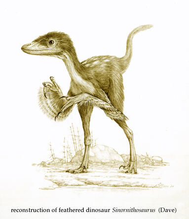 Museum artist Mick Ellison's drawing of the first feathered dinosaur found in China, Sinosauropteryx, as it might have looked in life