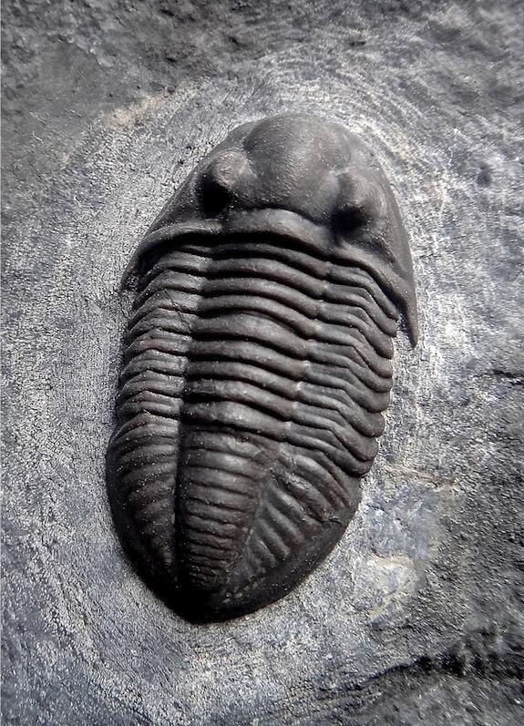 A fossilized Hesslerides arcentensis trilobite in a stone slab.