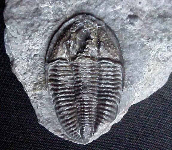 A fossilized Namuropyge newmexicoensis trilobite in a stone slab.