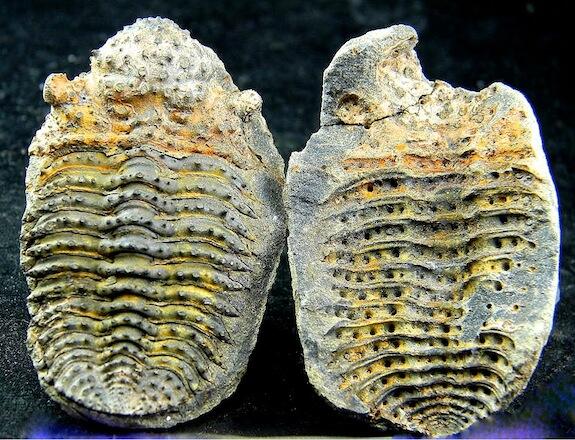 trilobite Bouleia dangincourti