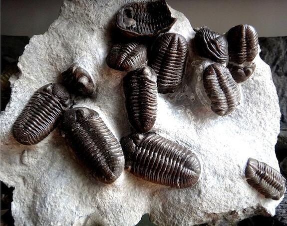 Slab containing eleven fossilized Eldredgeops milleri trilobites.