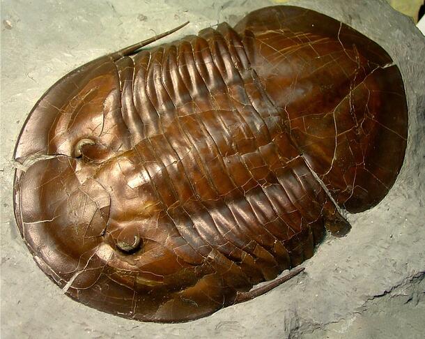 Fossil of an ancient marine arthropod called a trilobite