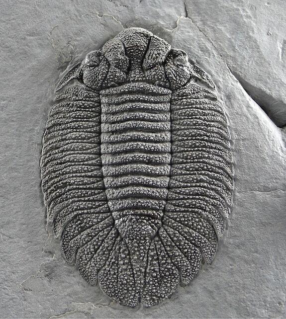 trilobite Dicranopeltis nereus