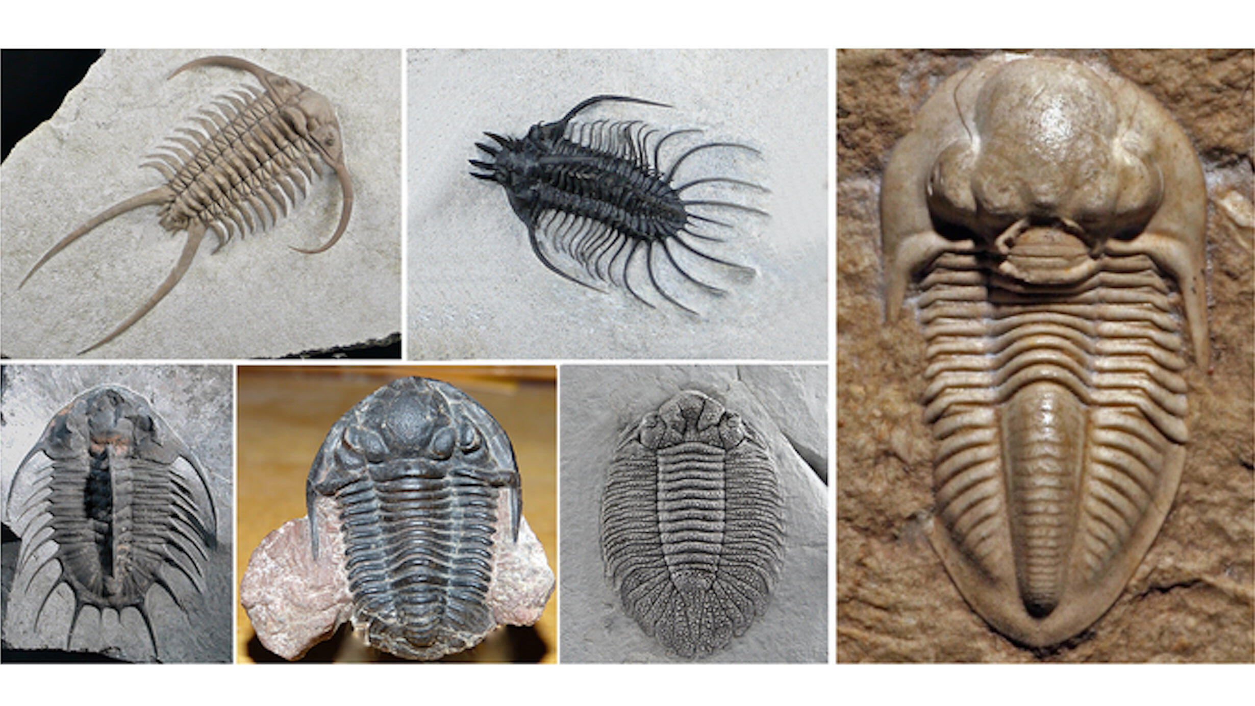 Trilobite specimens