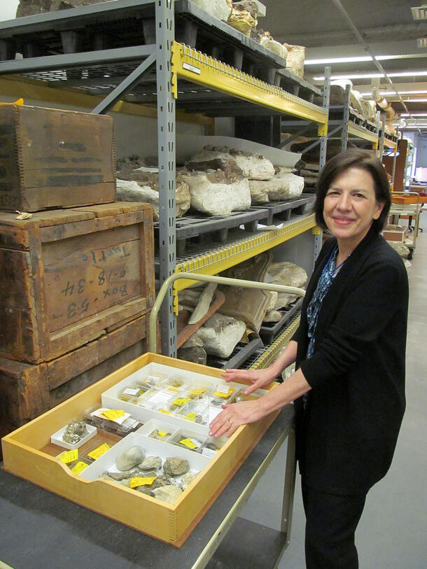Person stands by a cart loaded with an open tray full of small specimens. In the background are crates and metal shelves full of larger specimens.